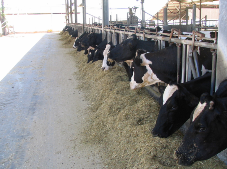 Israel’s Efficient, High-Tech Dairy Industry an Unsung ‘Start-Up Nation’ Story