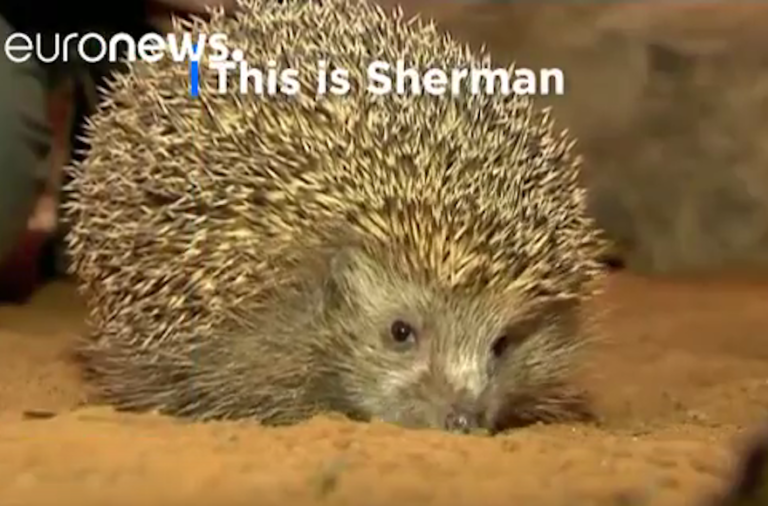 This Israeli Hedgehog Is On A Diet!