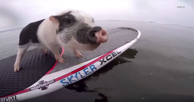 This pig can surf and paint!