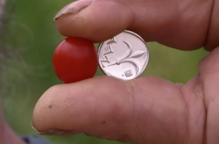 Israeli Farmers Developed a Tiny Tomato
