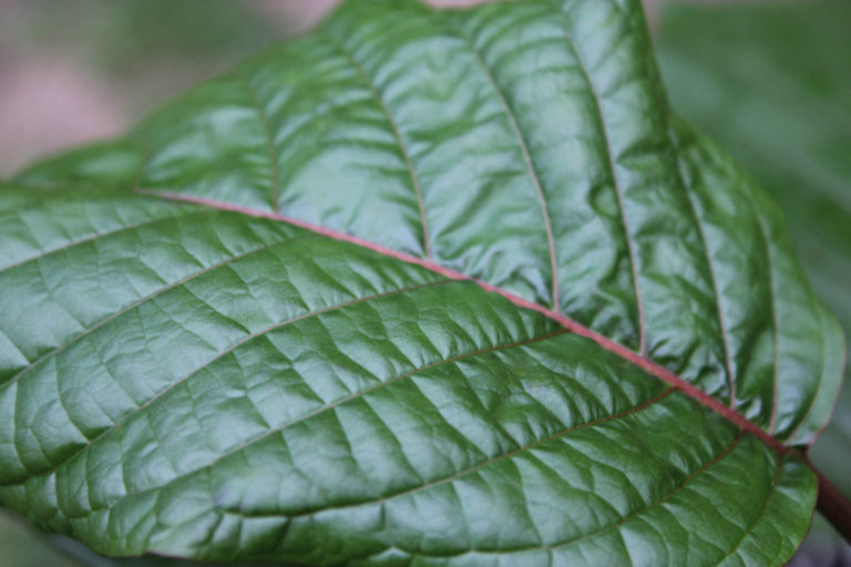 Red Kali Kratom Effects, Dosages and Reviews