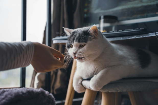 The Joy of Pets: How Caring for Cats Enriches Family Life